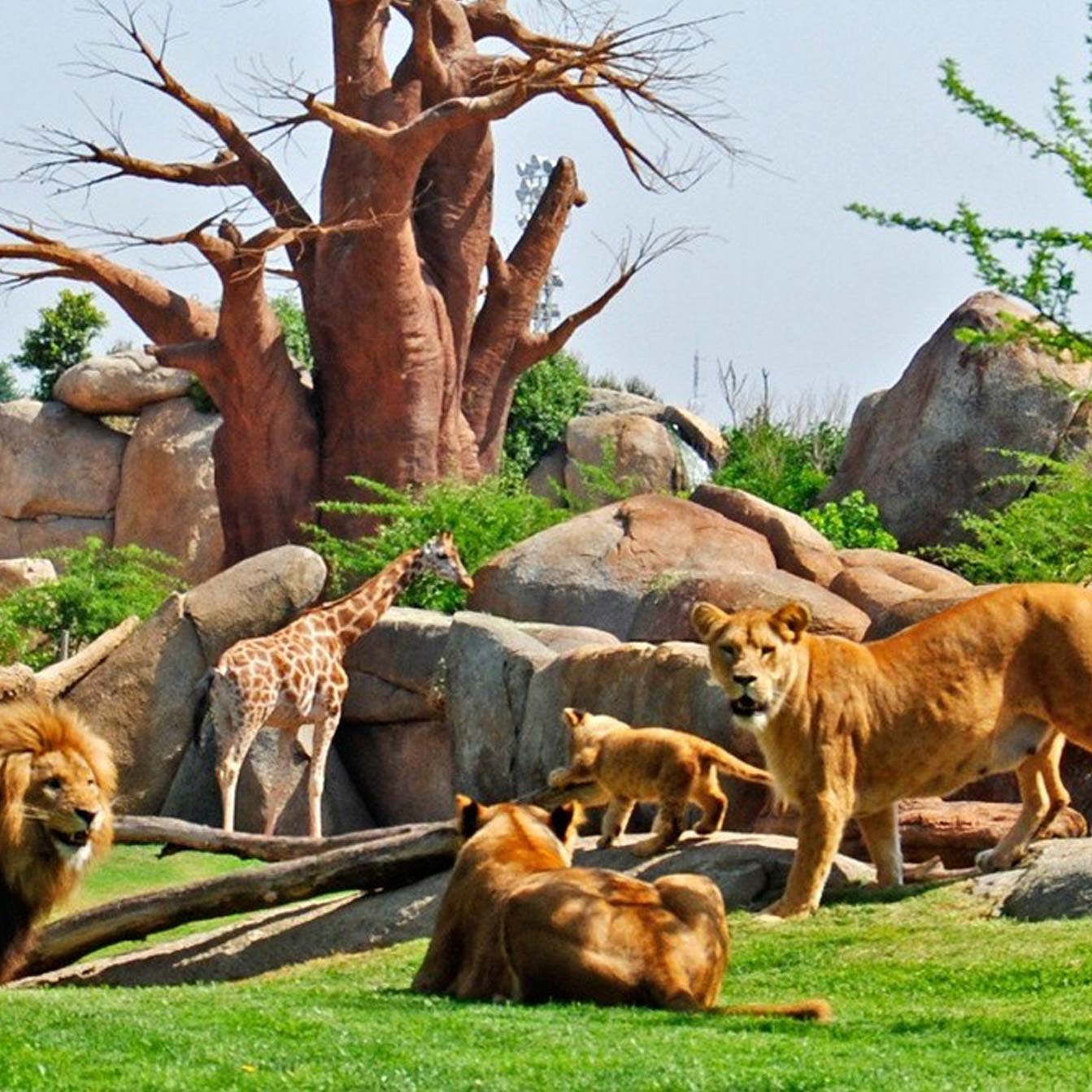 Львы в валенсийском зоопарке