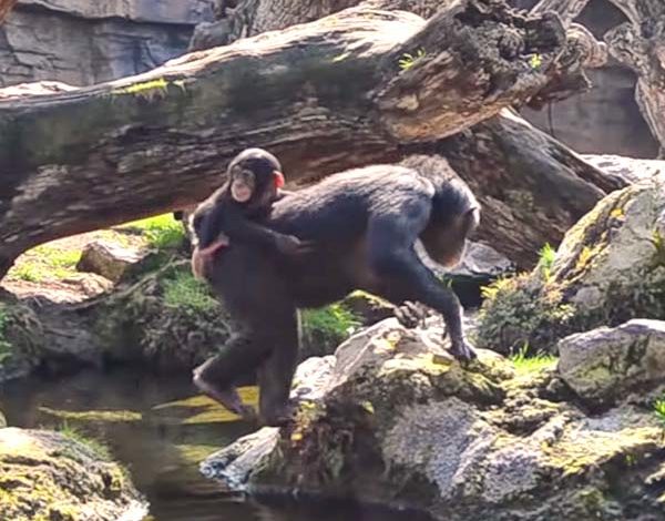 Детеныш шимпанзе КОКО отметил 8 месяцев в Биопарке Валенсии