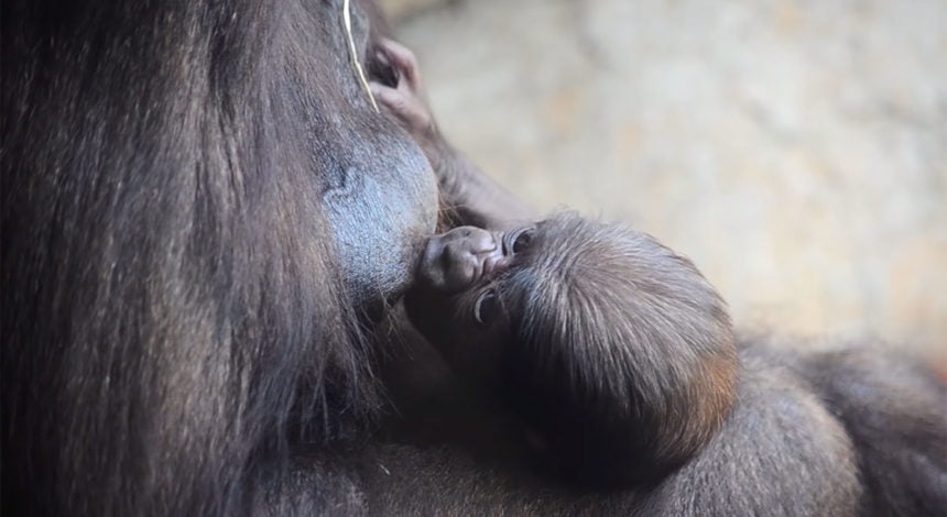 Апрель 2019 года. Детенышу горилле в Биопарке Валенсии исполнилась одна неделя и он самец