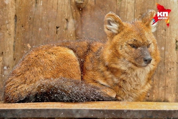 В пермском зоопарке родились красные волчата