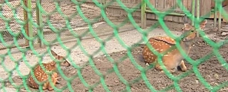 В пермском зоопарке появился олененок Бэмби