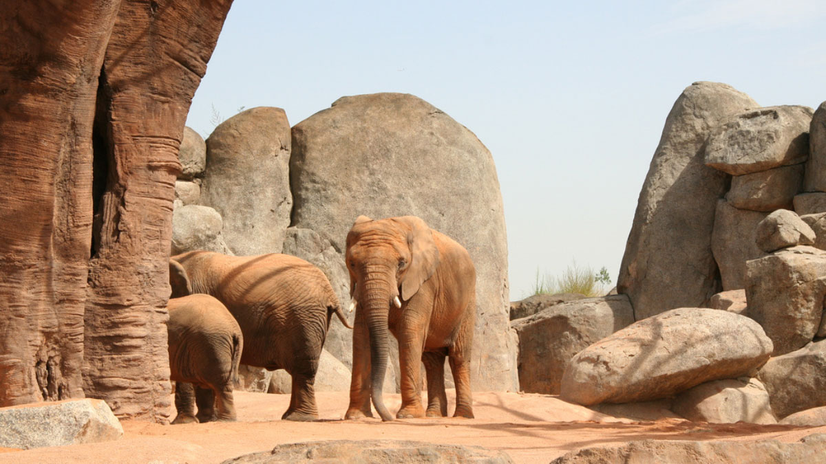 Искусственные скалы или трансформация иммерсивных пространств