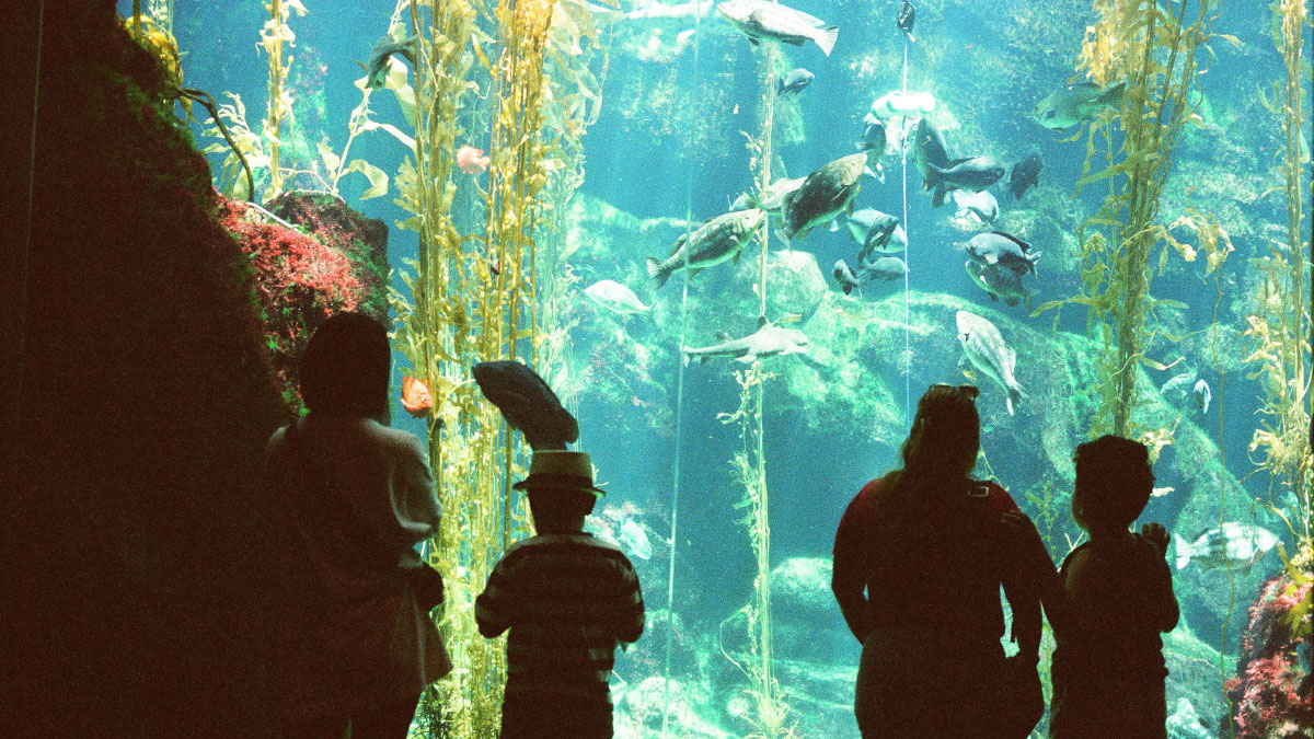 Прогресс в реализации проекта подводного морского музея в Абу-Даби